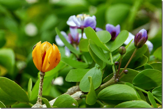 botany photo of the day1
