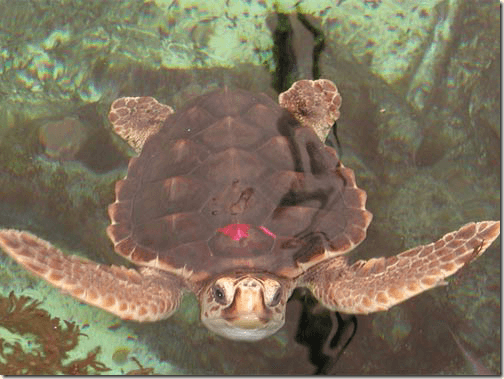 live science - sea turtle1