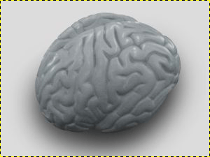 Original Brain Image