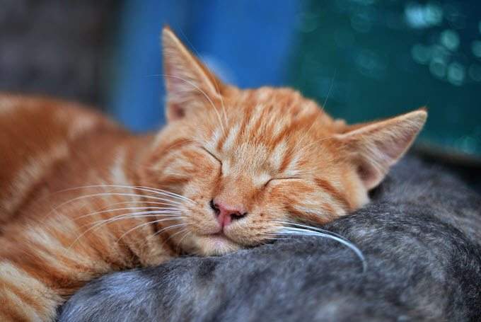 sleep-1 - Online Tech Tips 5 Free Apps To Reduce Digital Eye Strain & Improve Your Sleep image