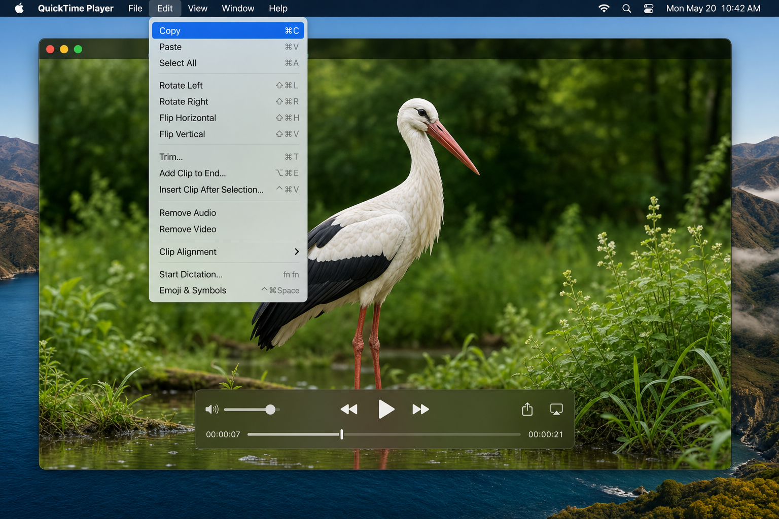 QuickTime Player paused on a video frame with Edit menu open showing Copy option